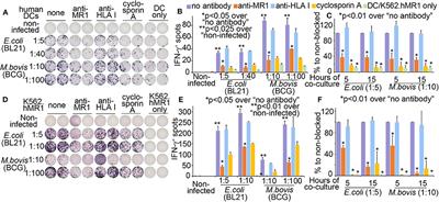 Mucosal-Associated Invariant T Cells Develop an Innate-Like Transcriptomic Program in Anti-mycobacterial Responses